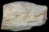 Fossil Lycopod Tree Root (Stigmaria) - Oklahoma #53334-1